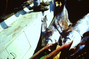 Pescispada catturati nella tonnara di Bonagia, anno 1998 (ph. Ninni Ravazza)