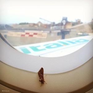 g_sabato-aereo-farfalla