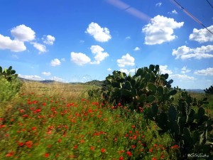 g_sabato-treno-paesaggio-siciliano