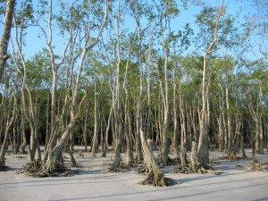 mangrovie-delle-sundarbans