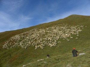 Gregge di pecore in transumanza, Alpi occidentali (ph. Marzia Verona)