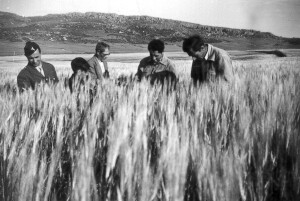 Nei campi di Draa ben Joud, 1956  (Archivio M. Pendola)