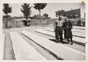 I genitori di Alessandro L., Camillo L. e Teresa P., tra le semenzaie di tabacco ricoperte. 