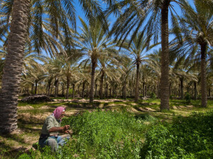 L'oasi di Jemna nel sud tunisino al centro di una importante azione solidale