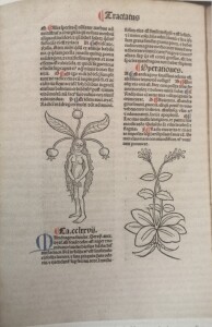 Jacobus Meydenbach, Hortus sanitatis, 1491, p. S4v.