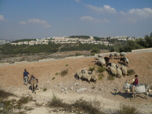 "pecore e colonie" (foto mia, 2011): i pastori palestinesi superano la linea del muro per cercare pascoli nelle terre confiscate dall'esercito israeliano fra il loro villaggio e le colonie circostanti