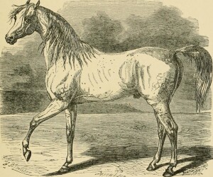 2.da The horse in the stable and the field : his varieties, management in health and disease, anatomy, physiology, etc." (1907)
