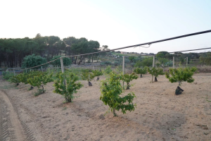 La siccità persistente sta costringendo gli agricoltori del bacino del Mediterraneo a attingere più acqua per irrigare i raccolti. © Stefanie Ludwig/Reporterre