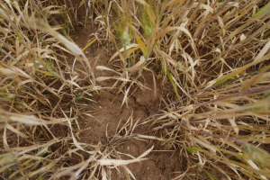 Mancando acqua da anni, il terreno si spacca sotto le magre piante di grano. © Stefanie Ludwig/Reporterre