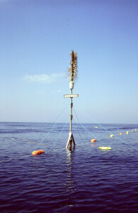 La “palma” della tonnara di Bonagia, 1989 (foto ninni ravazza)