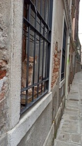 Di Venezia, un gatto (ph. Elena Nicolai)