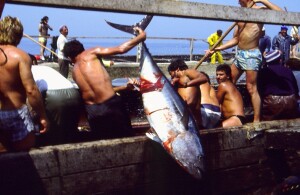 “Uno e dui …” e il tonno finisce sul vascello (Bonagia 1987, foto ninni ravazza)