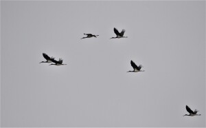 Black stork, cicogne nere ph. Ivano Adami)