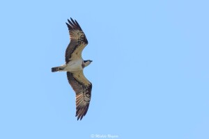 Falco pescatore (ph. Miche Ungaro)