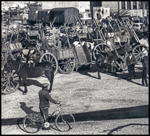 Mazara, sciopero dei carrettieri, primi anni 60 (ph. Nino Giaramidaro)