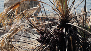 Terra nera (ph. Lorenzo Mercurio)