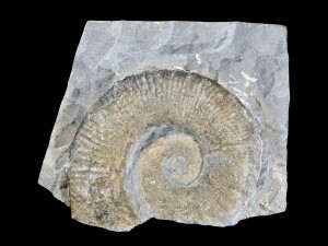 Crioceratites, Francia, Wikipedia, CC BY 3.0 IT 