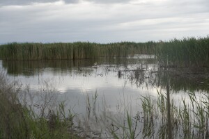 Il canneto del Lago Trasimeno, 18 maggio 2023(ph.Elisa Rondini)