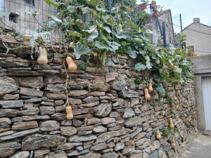 Corte, Corsica (ph. Corradino Seddaiu)