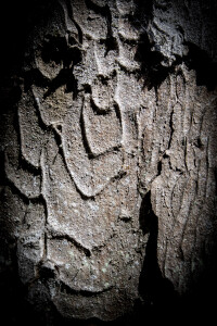 Lo chiederemo agli alberi (ph. Sabina Bernacchini)