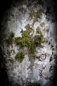 Lo chiederemo agli alberi (ph. Sabina Bernacchini)