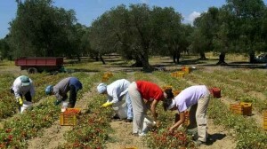 Donne braccianti nell'Agro Pontino