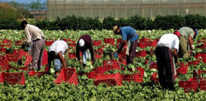 Donne braccianti nell'Agro Pontino