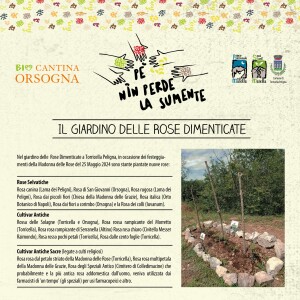 giardino-rose