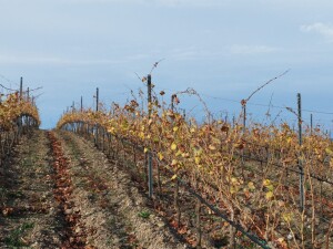 Vigneti di Meana Sardo (ph. Nicolò Atzori)