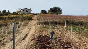 Meana Sardo, Vigneti (ph. Nicolò Atzori)