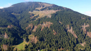 Foresta di abete rosso malata di bostrico